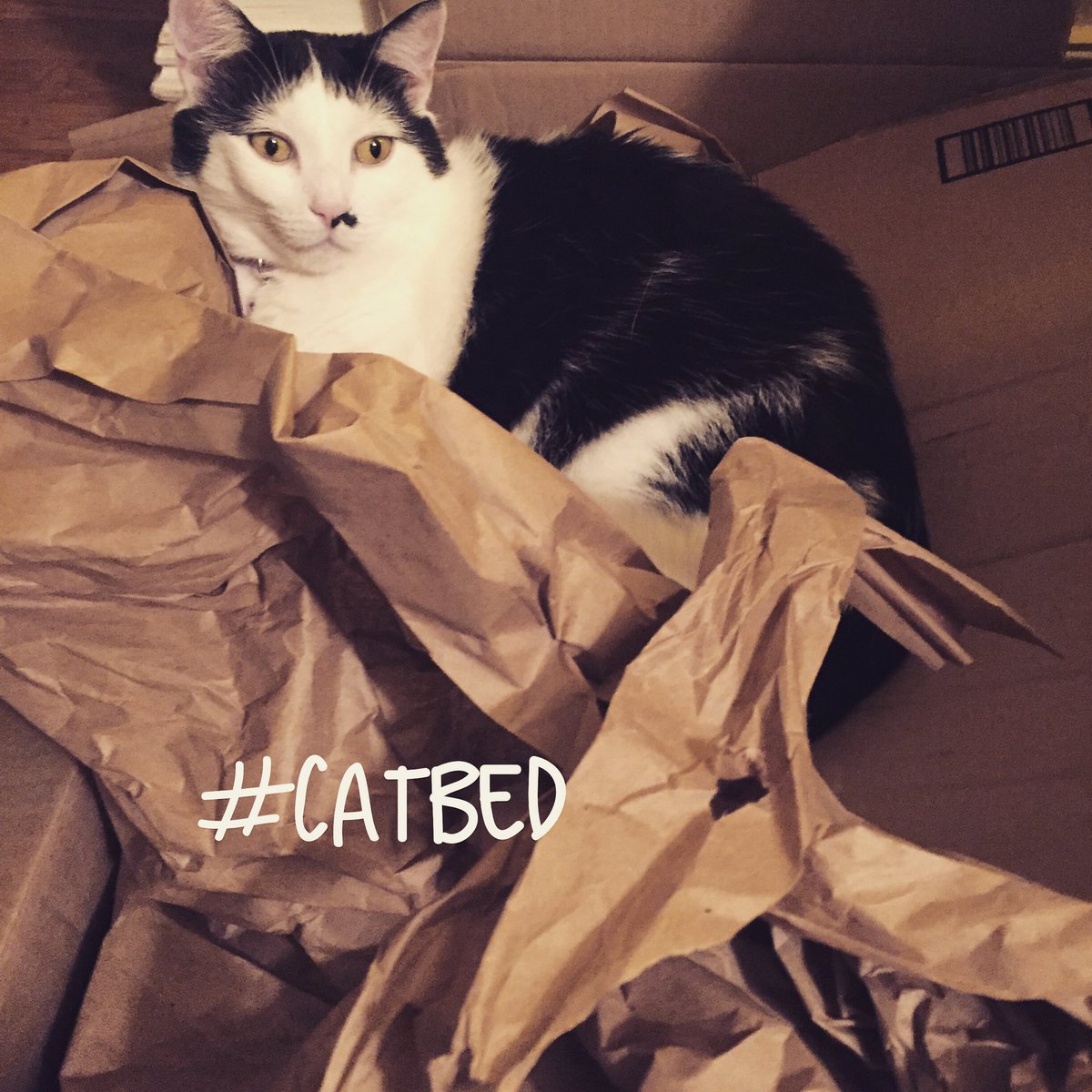 Kitteh_Maxine's tweet photo. Litter delivery you says, napping place I says. #ねこちゃん #ねこ #かわいい #catstagram #cat #catinabox #cute https://t.co/rdt2gVBiUJ