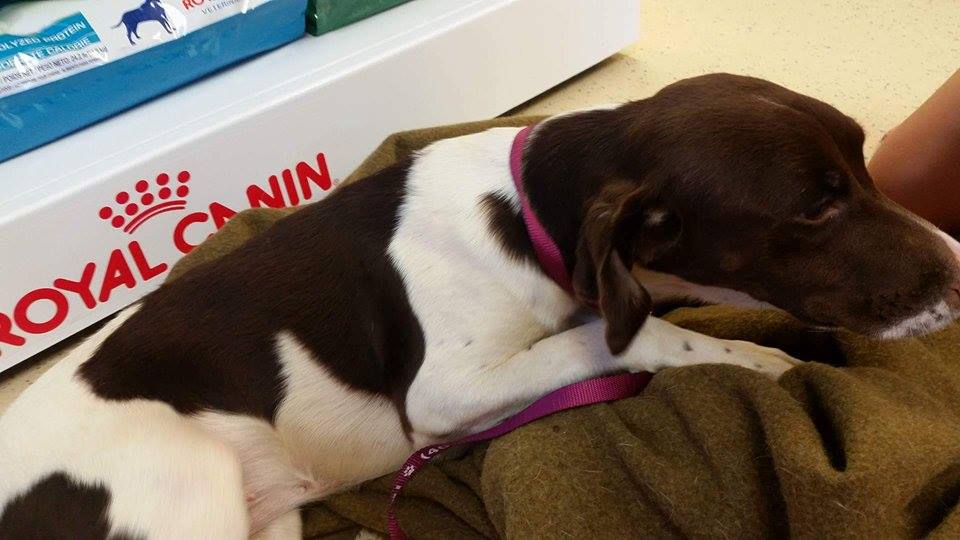 okgsprescue's tweet image. Little Dakota needs some help to get healthy. Any donation, large or small, is appreciated. bit.ly/2aHIHl8