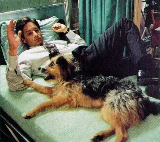 FamousMenDogs's tweet photo. David Duchovny #Xfiles #Dog https://t.co/dUEQnIfswd