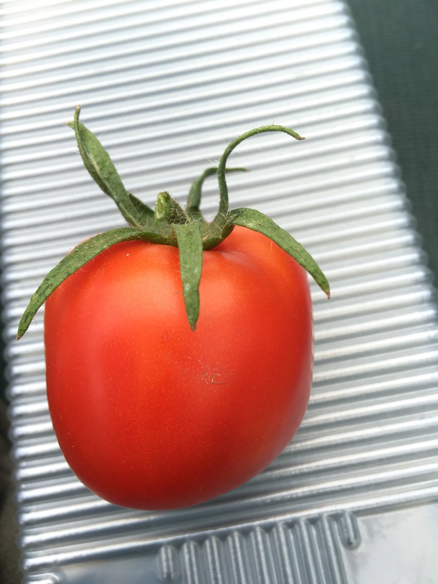 sarfsee's tweet image. #ATomatoADay 
Trying an Amish Paste #Tomato this year, mentioned by @nickykylegarden  
bit.ly/2aKZm82 🍎🍎🍎