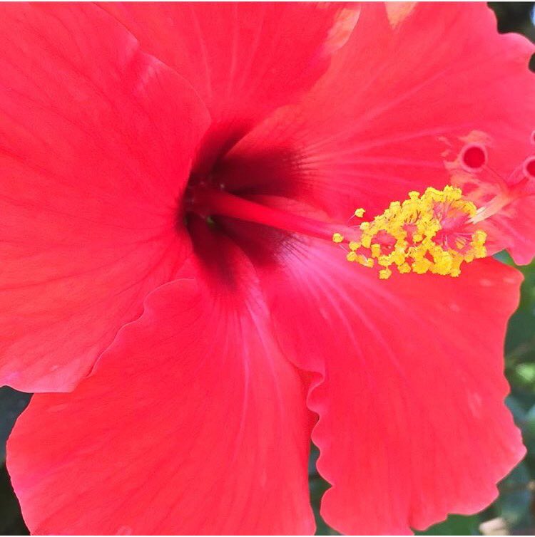THEGuyWilFans's tweet photo. Another great nature's beauty photo from @THEguywilson! #AlienKiss #nofilter #flowers https://t.co/GaLJuXNEgT