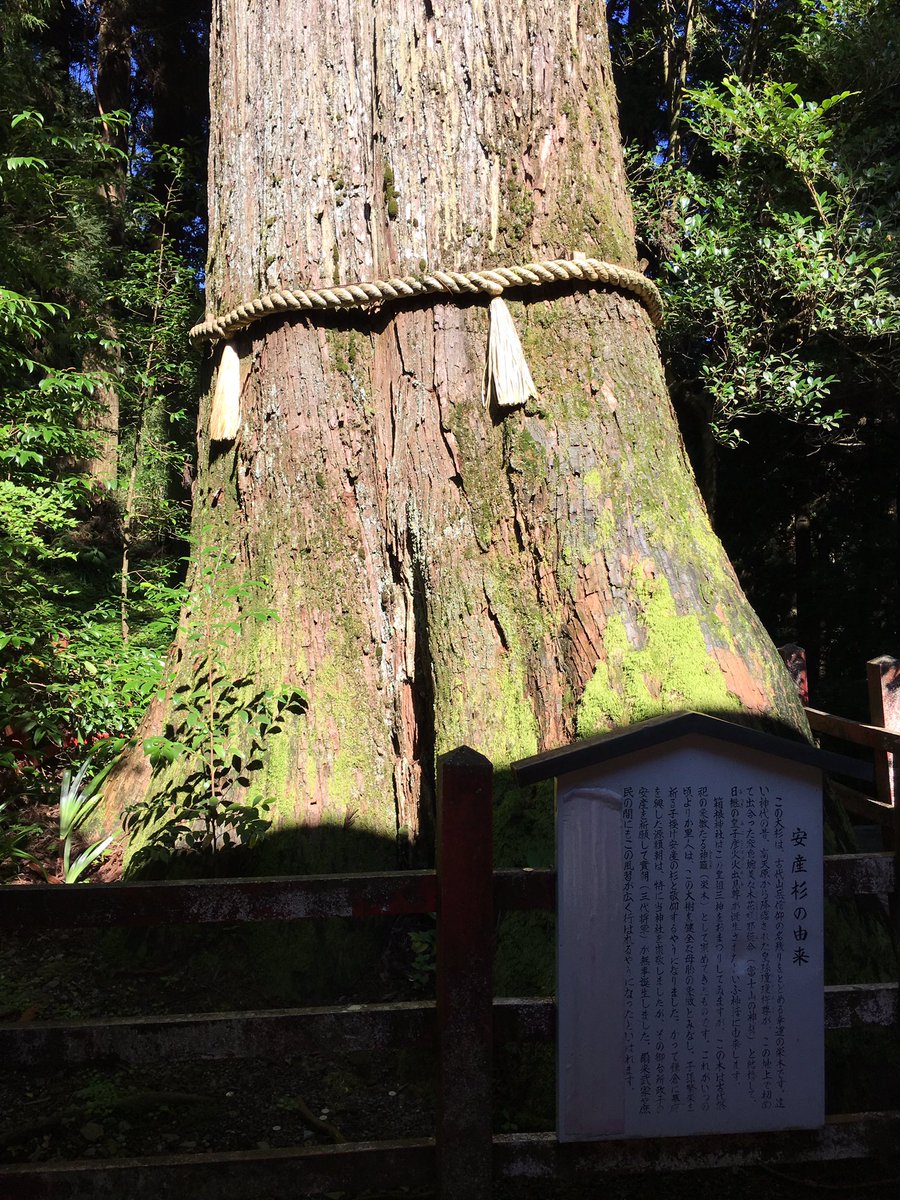 Tarzan على تويتر 写真は箱根神社にある安産杉 個人的には全く関係のない場所ですが 何故か吸い寄せられるように杉の方に足が向き どうやら次号の特集内容が頭に残っていたよう 8月10日をお楽しみに 編集a