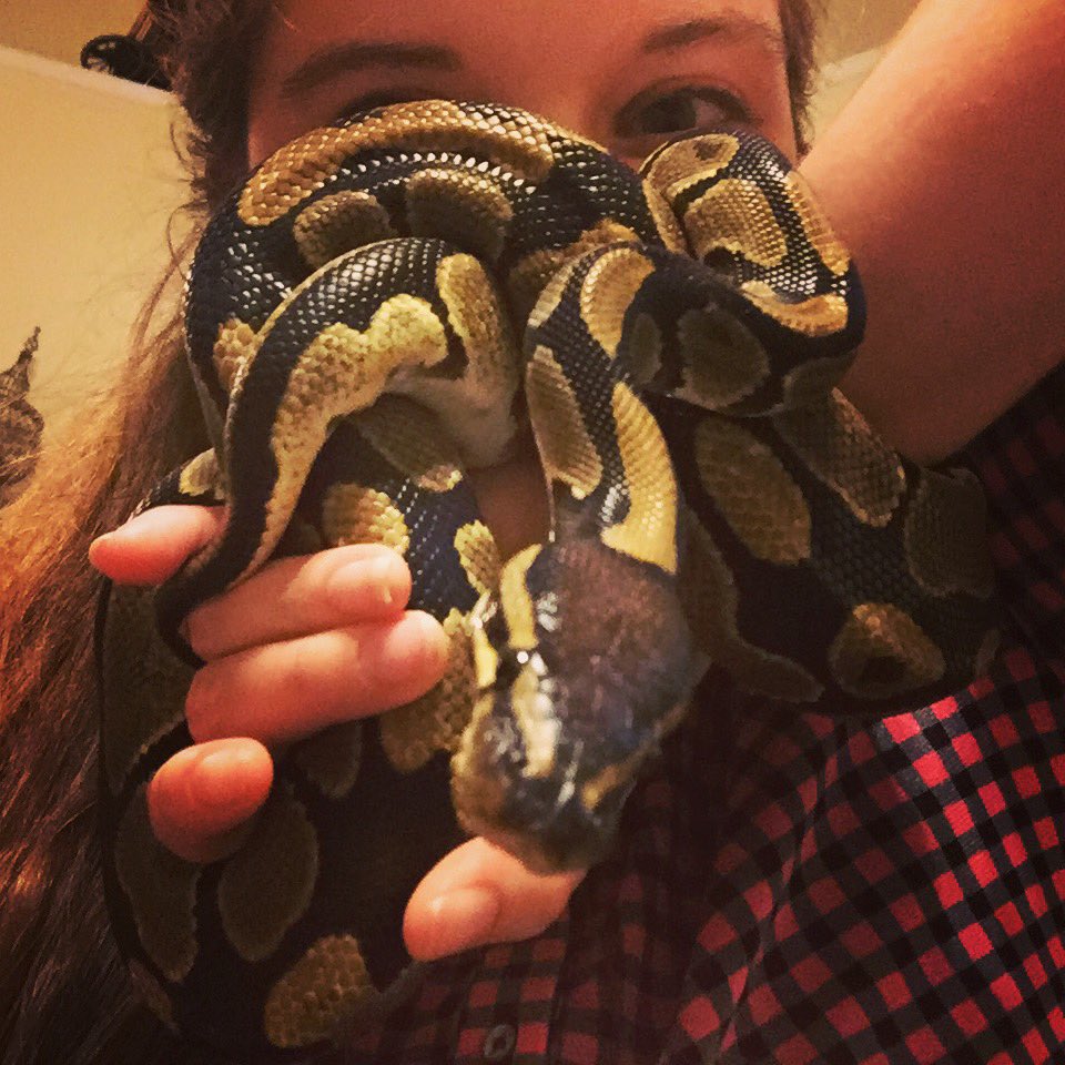 PurpleDaisy0524's tweet image. Silly snake snuggles listening to Landon play his ukulele #snakesofTwitter #ballpythonsoftwitter