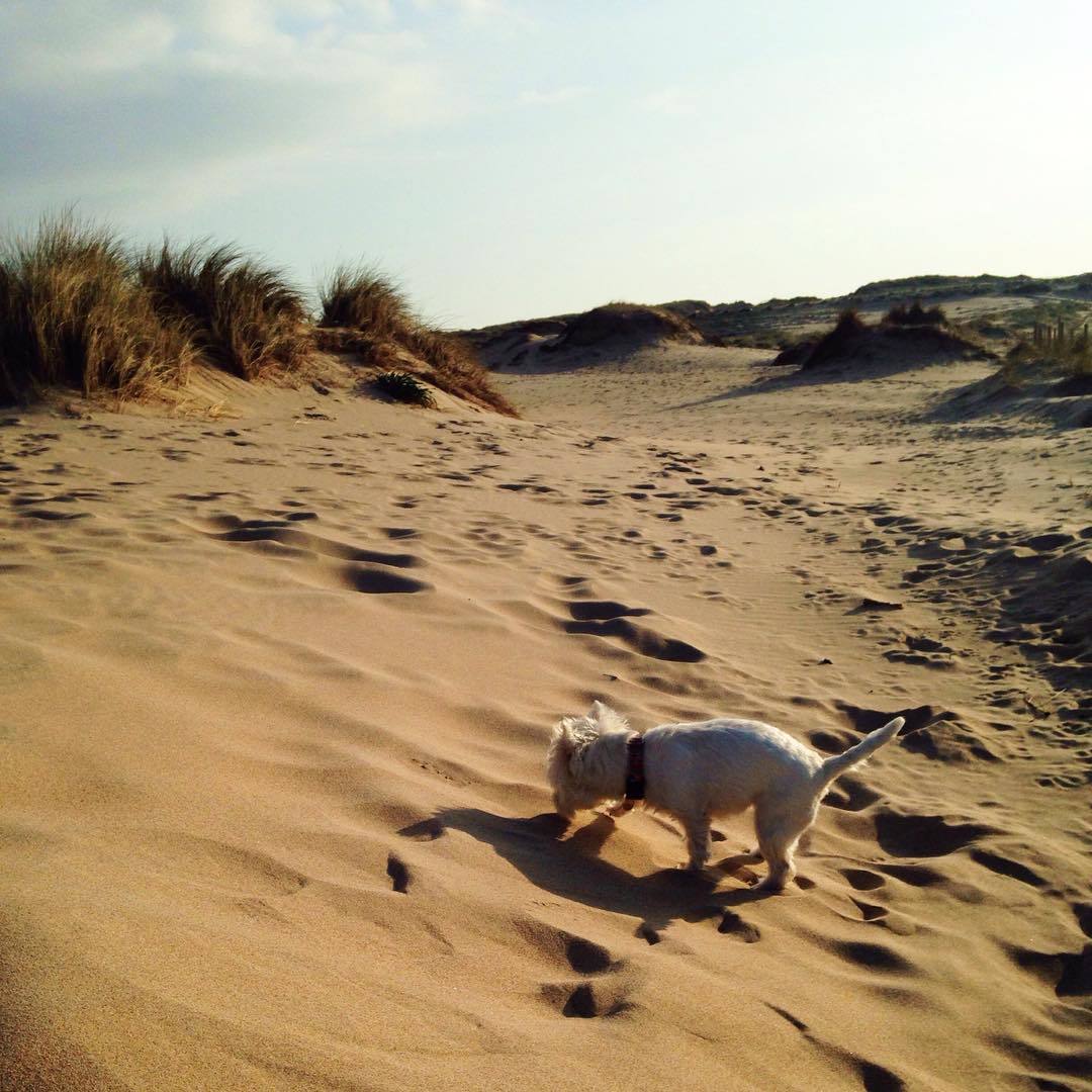 tail_wag's tweet photo. Hi everyone! This is Lola conquering Mars 👽😆 
#lolatheexplorer #handmade #collars #dogs #pets https://t.co/iA9Mt2wCO1