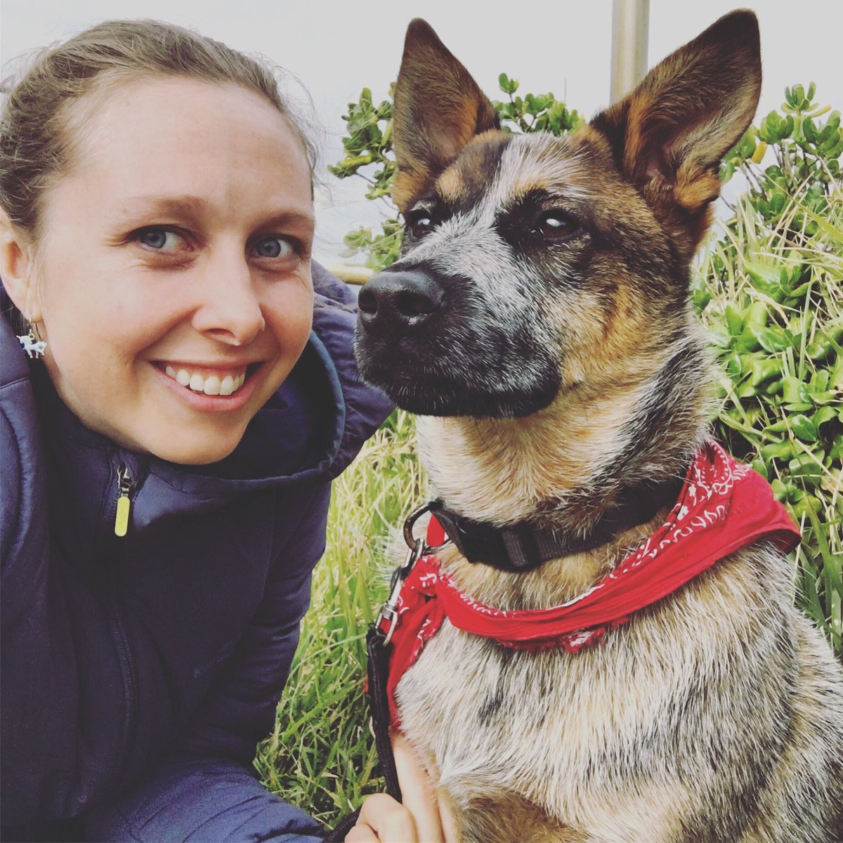 lovellypetsits's tweet image. Act natural @truebluecashew. Classic poser! Loves the windy #cliffview spot for walks at #northbondi with #petsitter