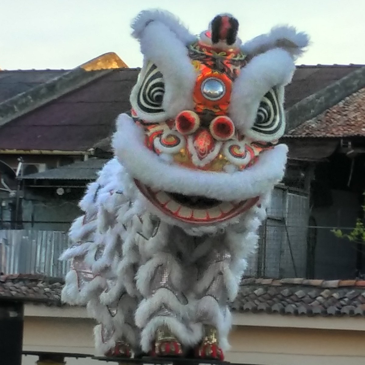bugsonthego's tweet photo. white lions can dance #talented #georgetown #goodluck #doingitlocal #livingthedream #bloggerstyle https://t.co/TN2xN71R9E