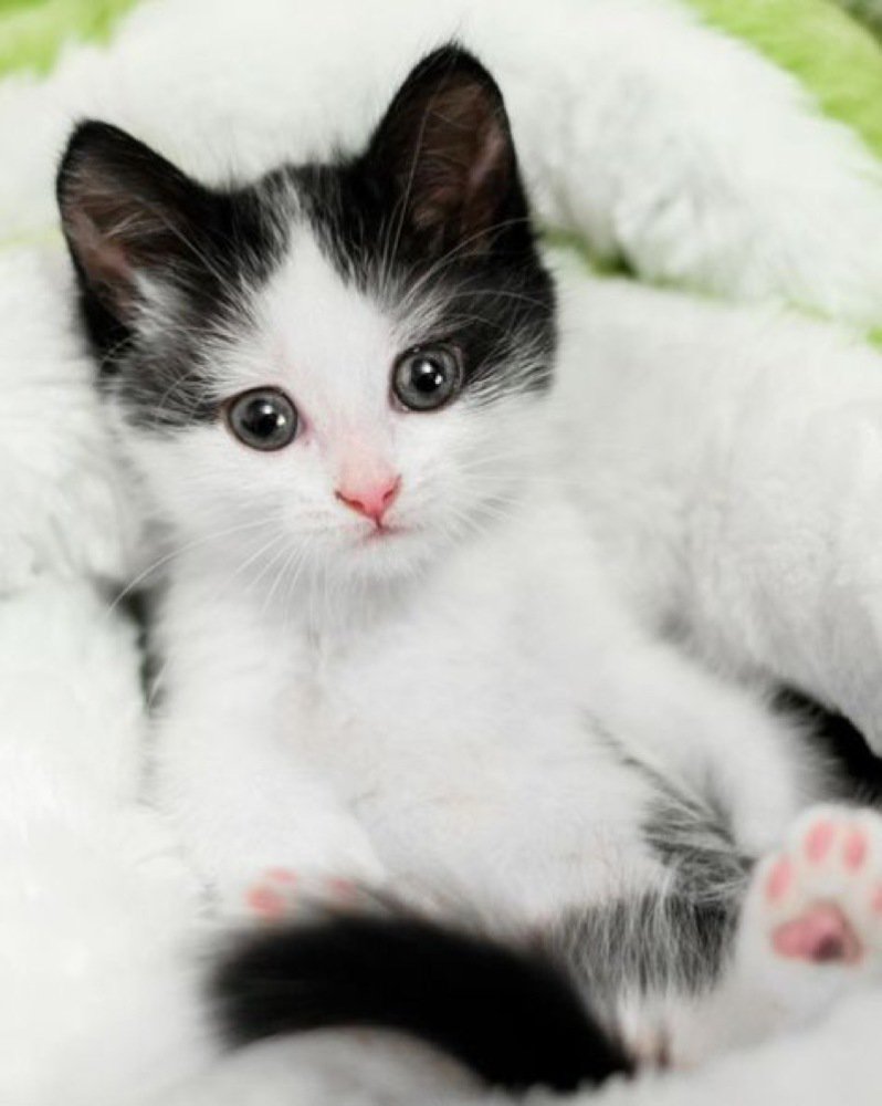 Cats and Kittens tweet media