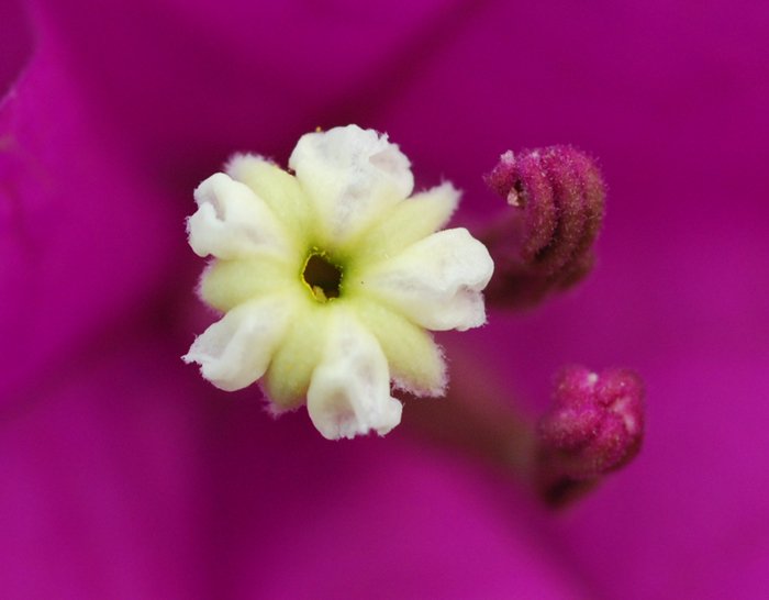 thangnangman's tweet photo. #whichflower is this? Clue- tropical/subtrop #pinkflower #purpleflower @dale_dixon @The_RHS #flowers #plants #botany https://t.co/RPfKl6Jwod