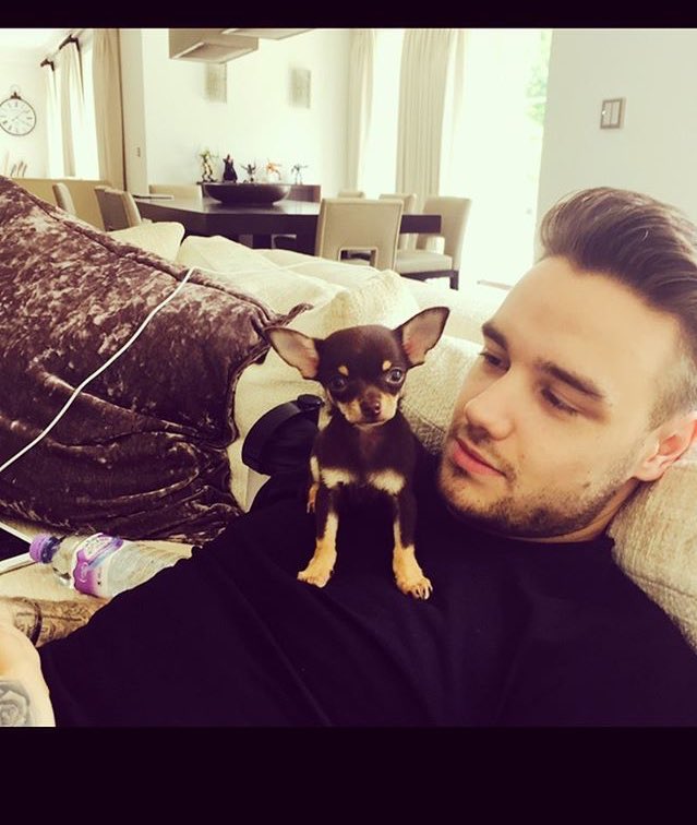 ThePaynoUpdates's tweet photo. 📷|| Liam and Charyl have a new dog and he's named  "Parker"
 https://t.co/2uZ2nL11GG