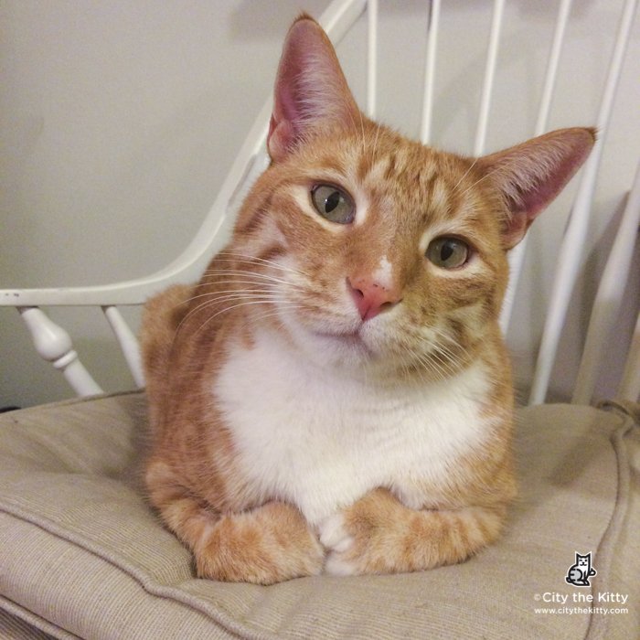 City_the_kitty's tweet photo. #ItsTimeIToldYou  about what I know about Rhoda Hogan's large bequest to @cornellcats #truth https://t.co/4JG3Qkyael https://t.co/WumemCekxw