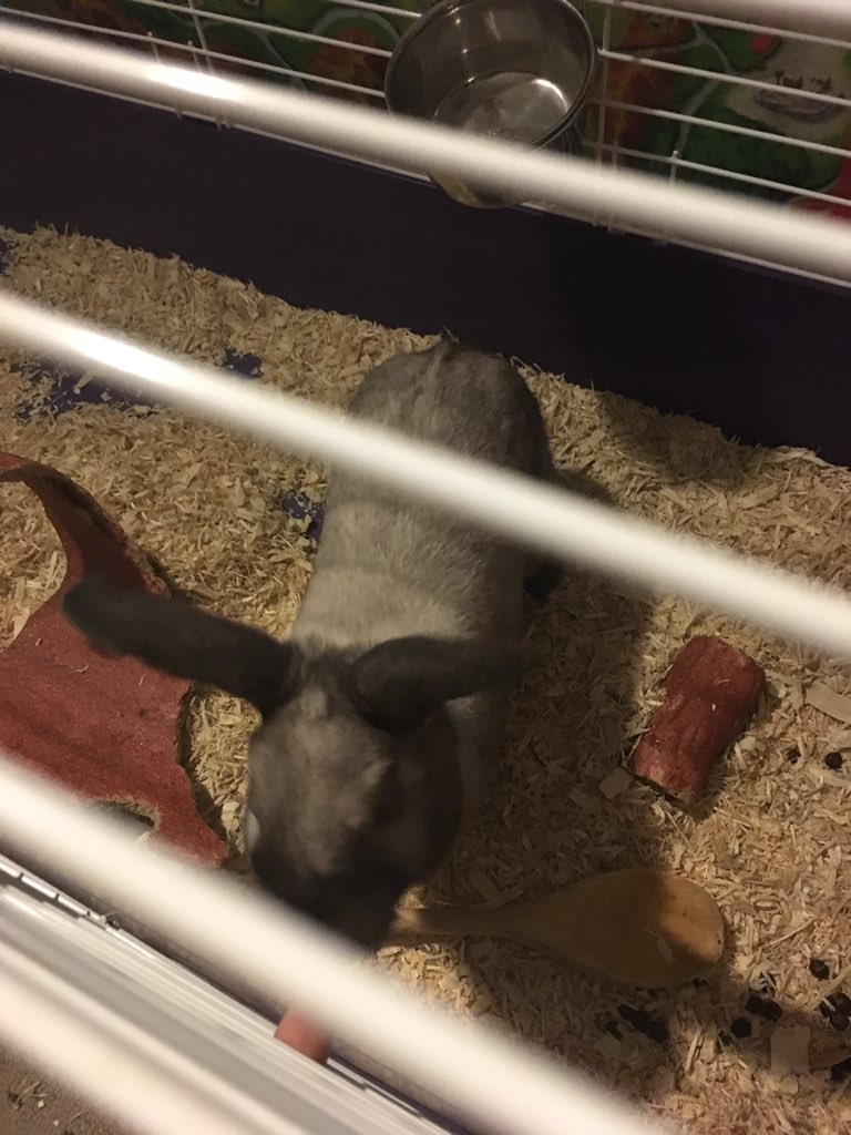 JackK1317's tweet photo. @itmustbebecca he's a bit camera shy https://t.co/Uko6jlwD9z