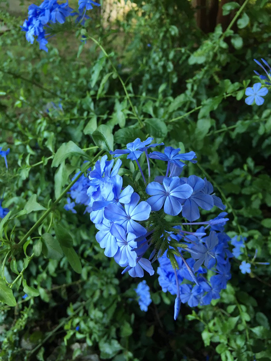 Flowers are in bloom at the studio