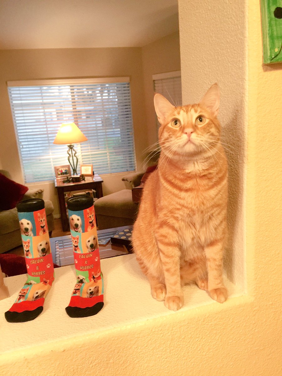 ChristopherD11's tweet photo. Yeah! My Calvin &amp; Hobbes @Bakdrop socks arrived today! 

https://t.co/9DGTEXJfnq  @mycalvinhobbes #bakdrop https://t.co/t1xA1cyNaY