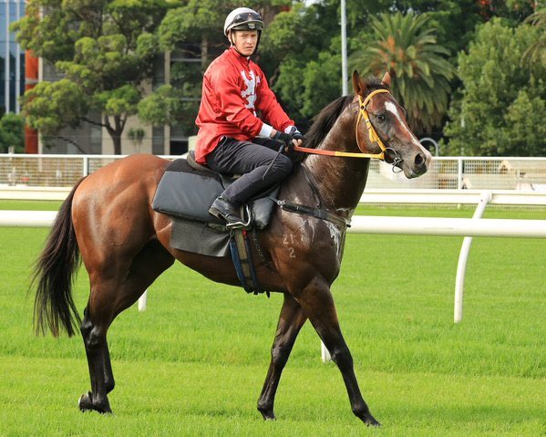 JulianBlaxland's tweet photo. Great to see @blueskybstock pvt purchase Zoutenant winning the opening trial this morning at @rosehillgardens https://t.co/DjMNCwPWWV