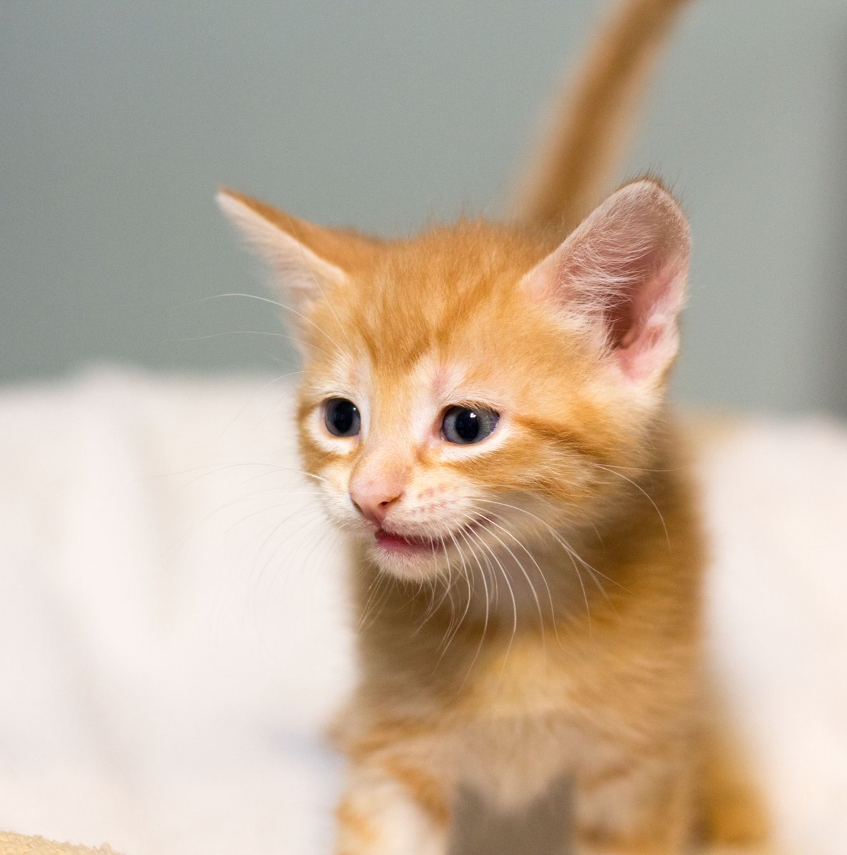 "Pick me! Pick me!" This little orange #cutie is almost ready for adoption. #AdoptDontShop #kitten #CatRescue