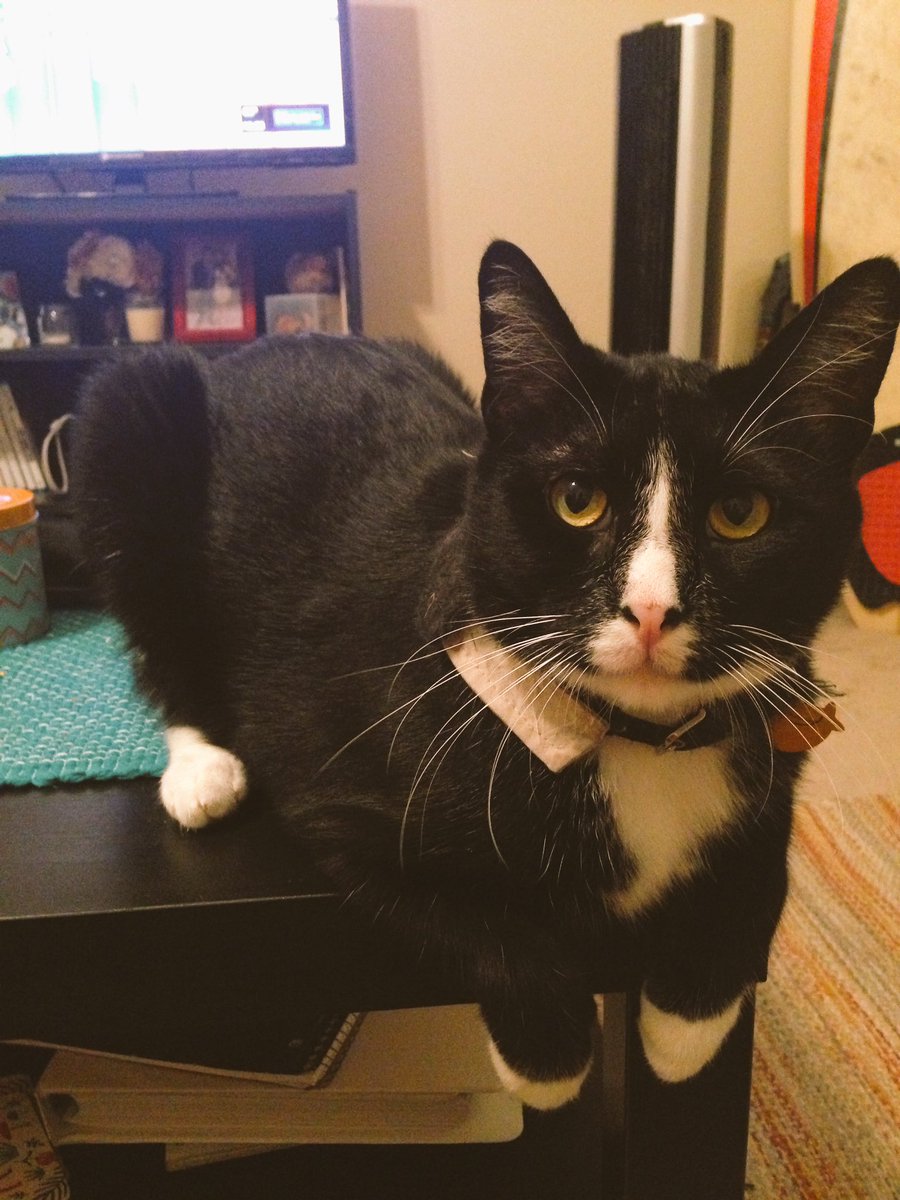 MeowMagneto's tweet photo. HAPPY MONDAY! #CatsOfTwitter #MeowMonday #waitingfortheweekend #meow https://t.co/CQSbfyl5bp