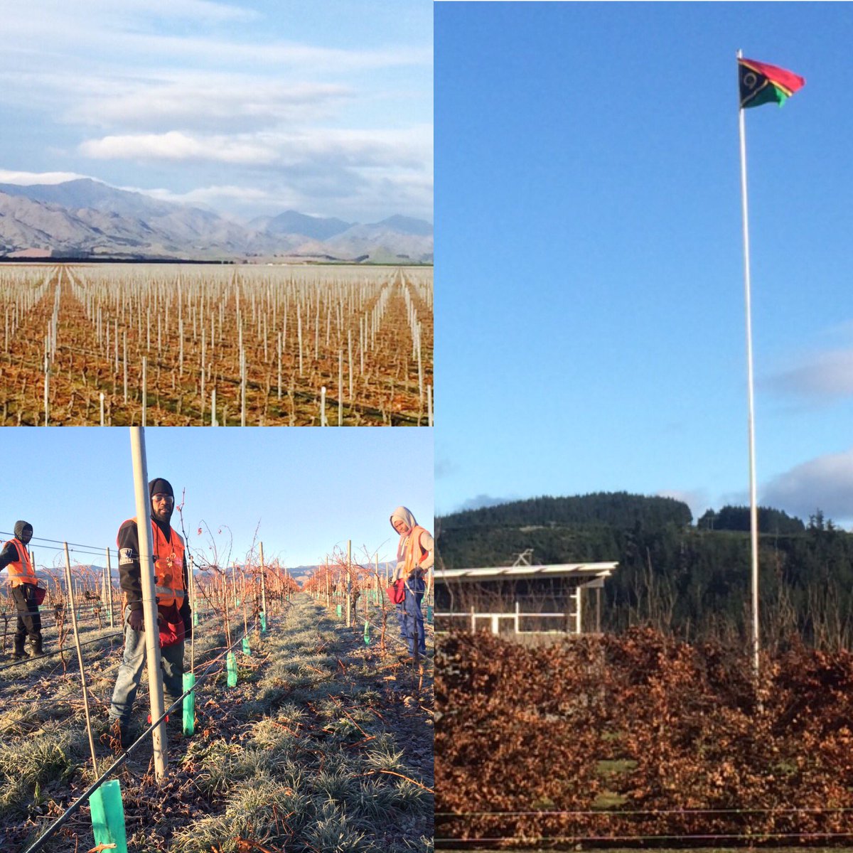 This_is_Indevin's tweet photo. Flag flying high at Bankhouse Estate for Independence Day in Vanuatu #nzwine #thisisindevin https://t.co/iWuiaHBA8x