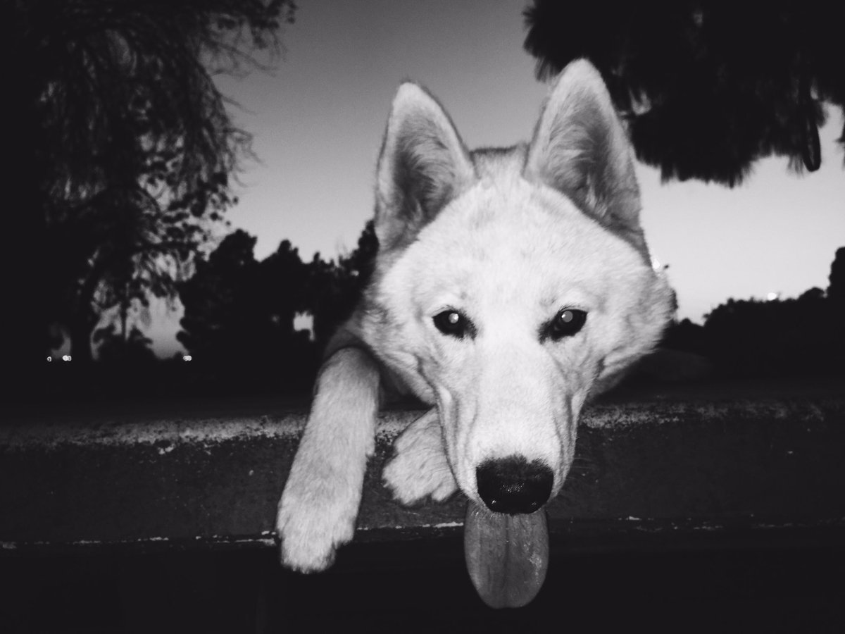 pearlsmarlene12's tweet photo. After being at the gym for 2 hours still had time to take my girl hiking #FitHusky #HealthyAf #dedication https://t.co/Vsz0B5C1cK