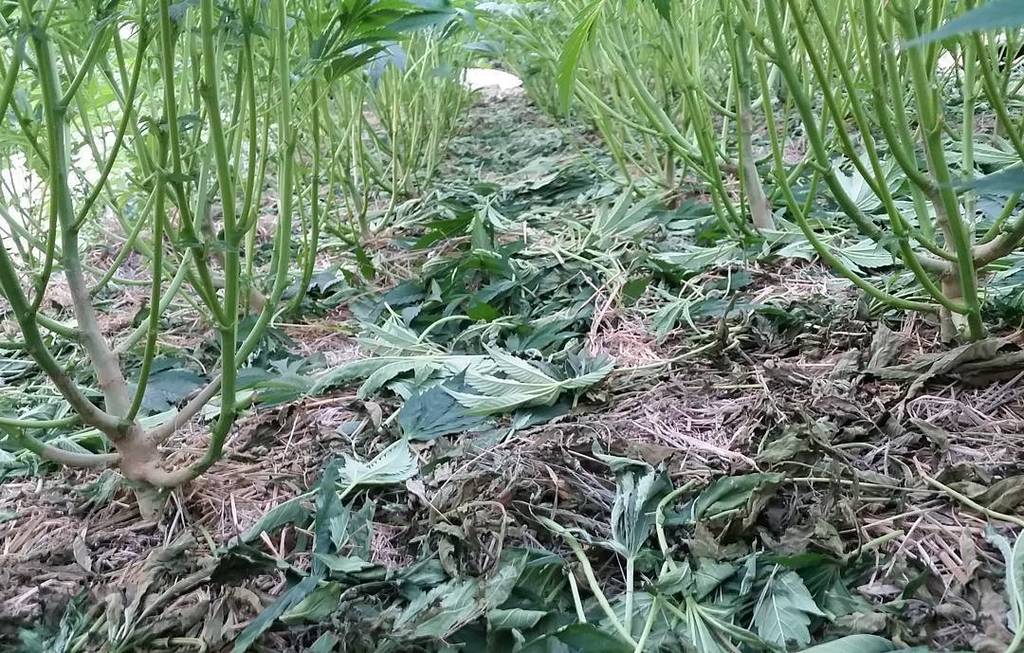 bio_vortex's tweet photo. Clean up and soil building with @in.her.nature #stackingfunctions #mulch #livingsoil https://t.co/hv1EI2oiAI https://t.co/kaGqpZ4jY9