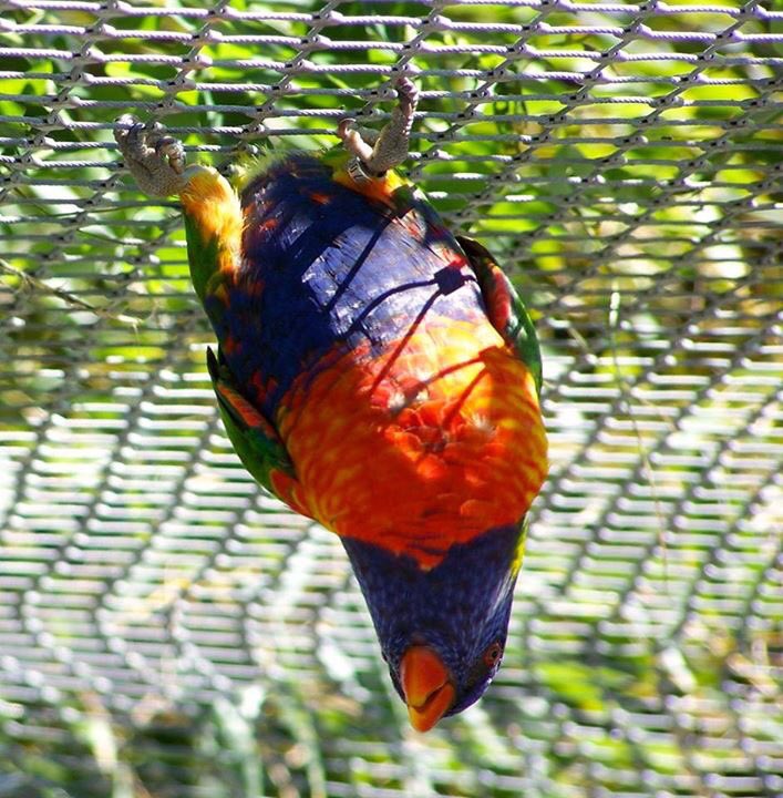 NeconceptAlsa's tweet photo. NetConcept réalise un enclos a loris au zoo de Pessac #zoo #filetinox #bordeaux https://t.co/fFVIAFnGHg