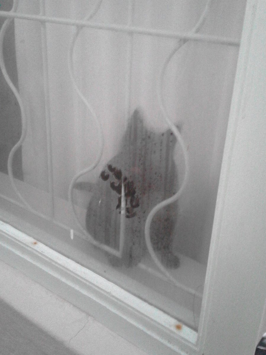 jo_bosman's tweet photo. Don't go to work Mom! It is brrrrrrr out there! #GeesieCat #MuizenbergCat has a point! It is ❄❄❄ @Smile904FM https://t.co/JRHuddpsUo