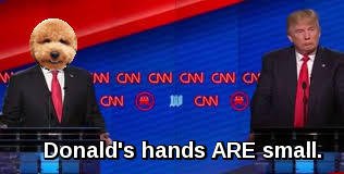 Chewy_Lulu's tweet photo. @doodle_buster had no sweat during the first debate. @ChewLuLicious #Buster2016 https://t.co/VQhTQwYQ30