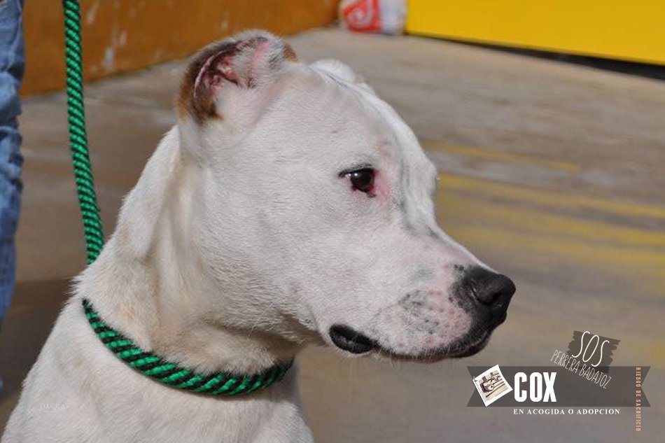 SOS Perros Badajoz tweet media