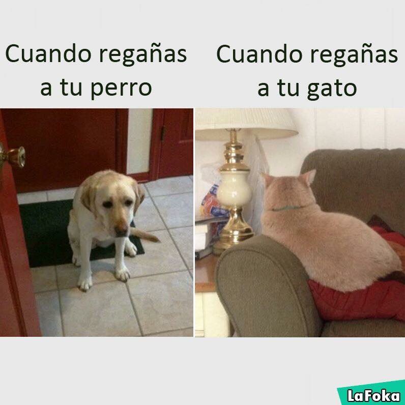 morandelangel's tweet image. #BigDifferences 😼