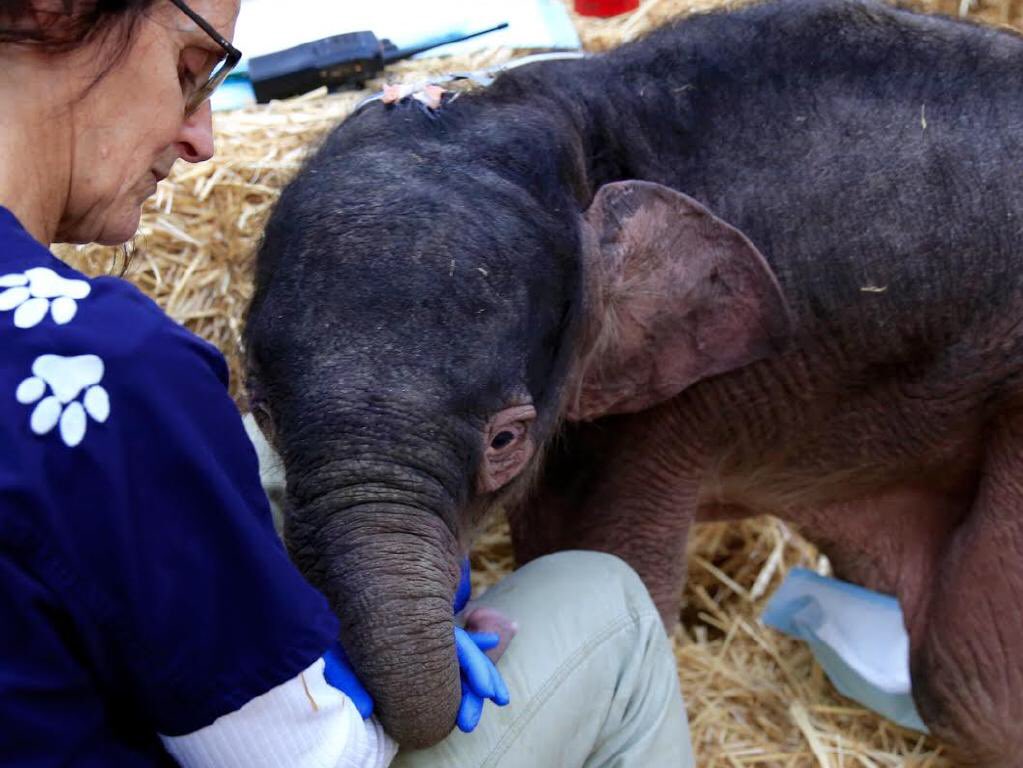 First picture of baby elephant Willow, who lost her six-week battle at #MelbourneZoo heraldsun.com.au/news/victoria/…