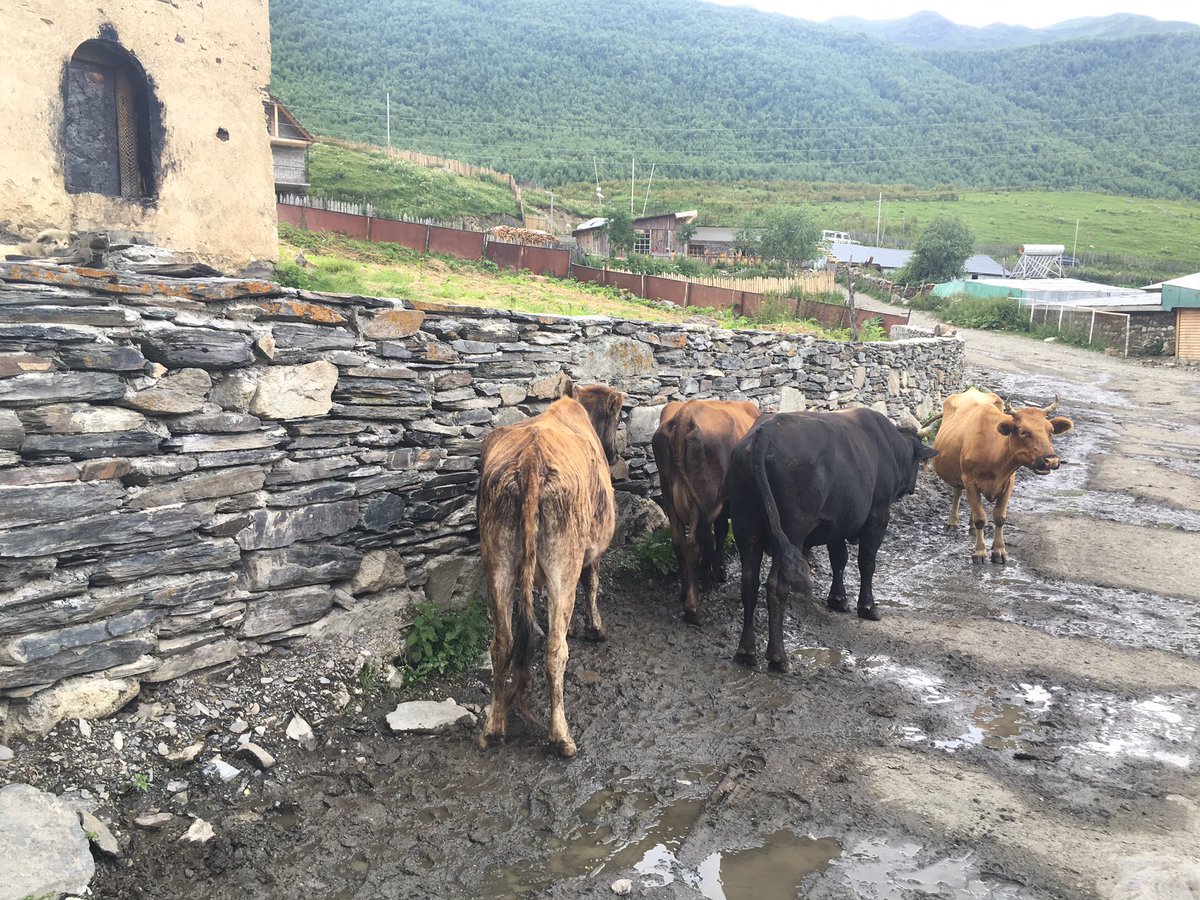 Free range cows in #Georgia. Never seen so many free animals! :) #freerange #sustainable #cows