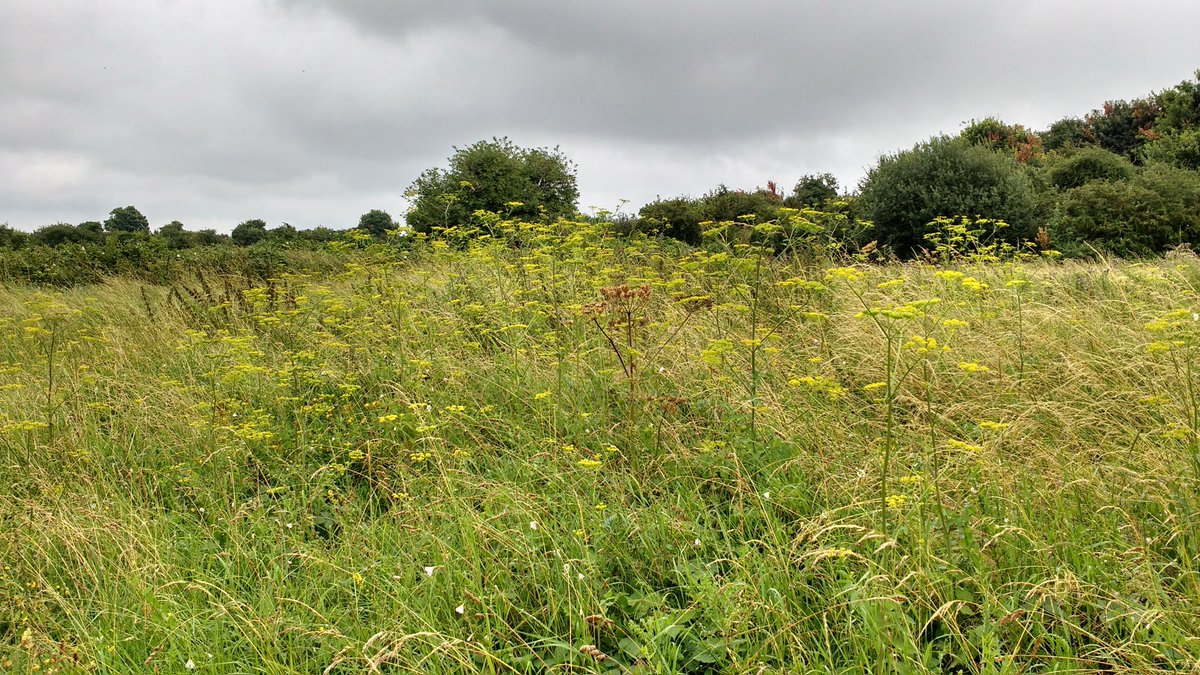SNCVvolunteers's tweet photo. #ragwort Rnd2: @SuttonCouncil CarshaltonRoadPastures. Loads of wild parsnip; sap can cause #phytophotodermatitis! https://t.co/MbZvKus4qk