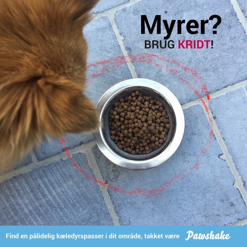 PawshakeDK's tweet photo. Et godt råd til alle dyreejere ;) 
#pawshake #tipsogtricks #goderåd #kæledyr https://t.co/MgifP08b9C