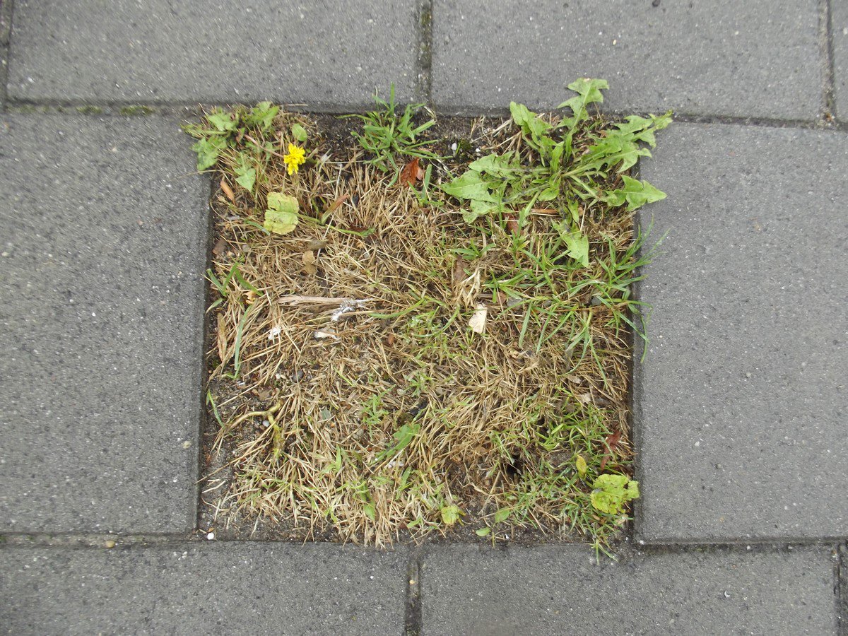 Plantsoendienst <a href="/gemeentevenlo/">Gemeente Venlo</a> zag het waardevolle kleinste natuurgebied van Venlo over het hoofd #gasbrander #logo