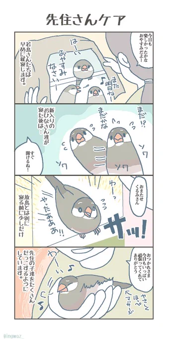 先住の子ケア。これによって新入りさんと先住の子もわだかまりが少なくなって仲良くなりやすい気がしています。 #buncho #文鳥 #javasparrow 