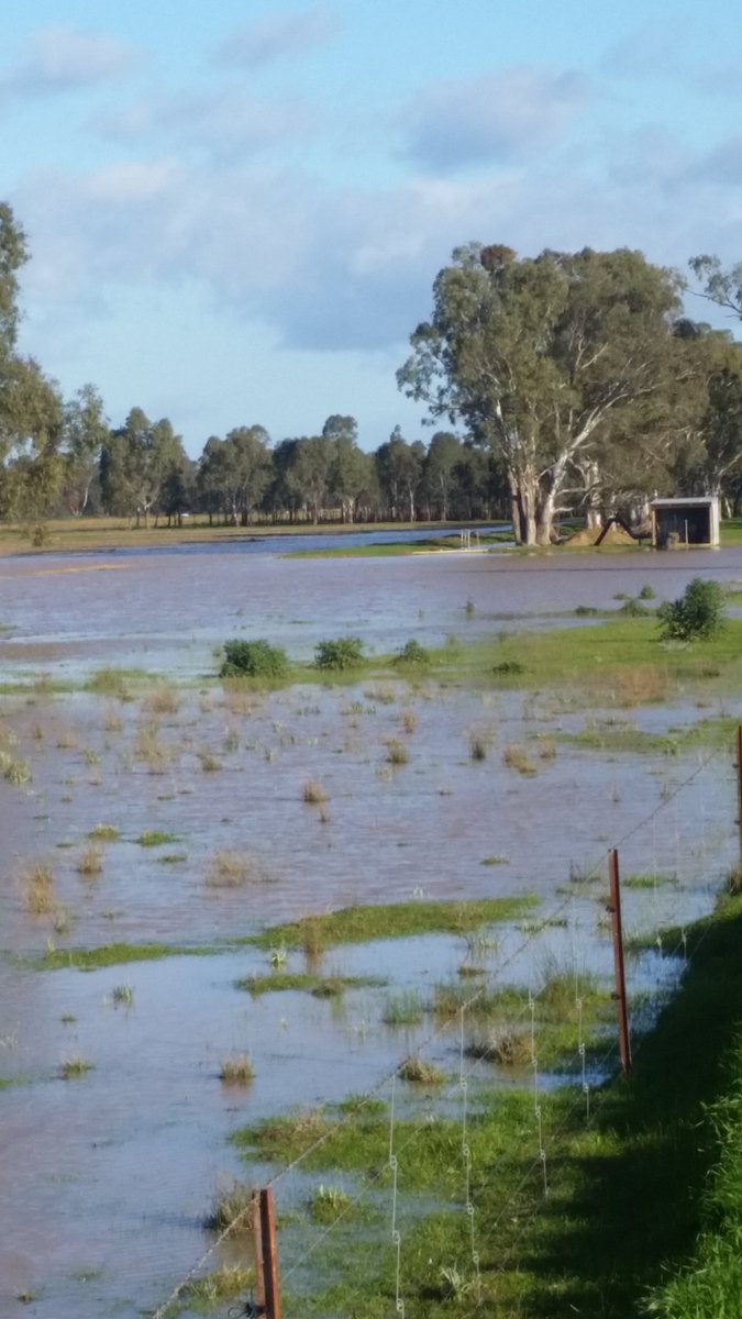 llanreath's tweet photo. We pumped this recycle dam out before the rain and the shed is built 60cm above FSL but it isn't today. https://t.co/YrAGUBzmHB
