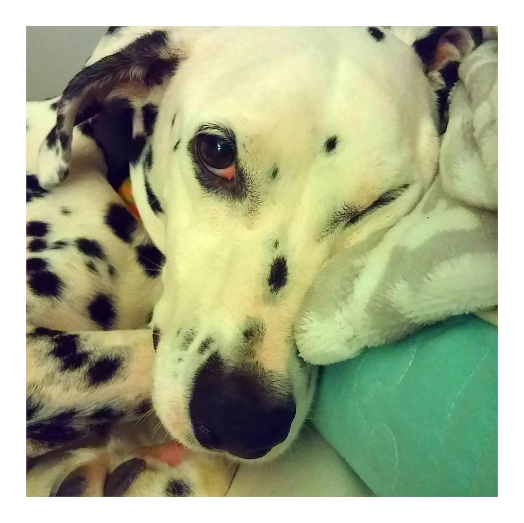 RealTeriFLA's tweet photo. @Berti_and_Ernie agreed!!! @RealTeriFLA #seniordogs #expressivepets #ilovemydog https://t.co/V826riMEkh