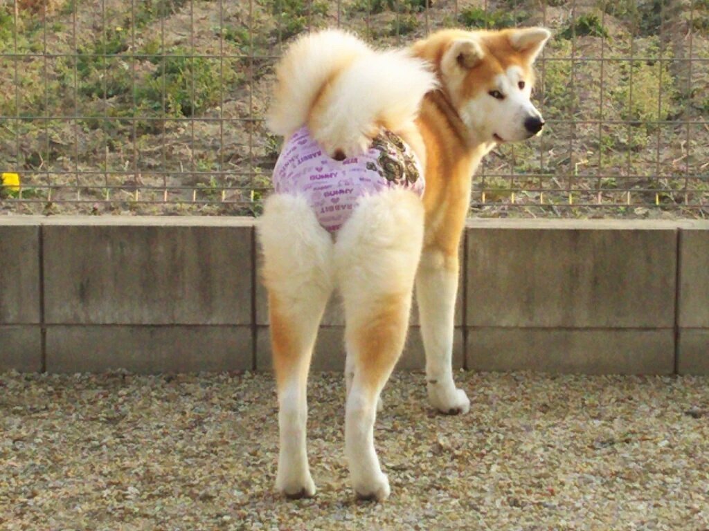 秋田犬りんこ Rtで パンツの日 とお見掛けしましたので