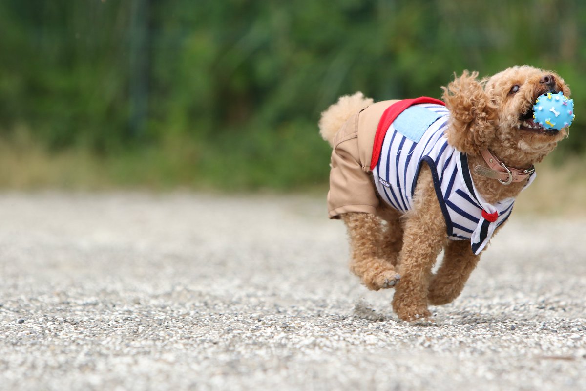 run_khk's tweet photo. みんな楽しそうでよかった(ᐡ• ﻌ • ᐡ   )｡
#伊豆 #わんわんパラダイス #wanko #犬 #dog #トイプードル #toypoodle #RTした人で気になった人フォローする #らぶりつください #モデル犬 https://t.co/w8eaeq5H9v