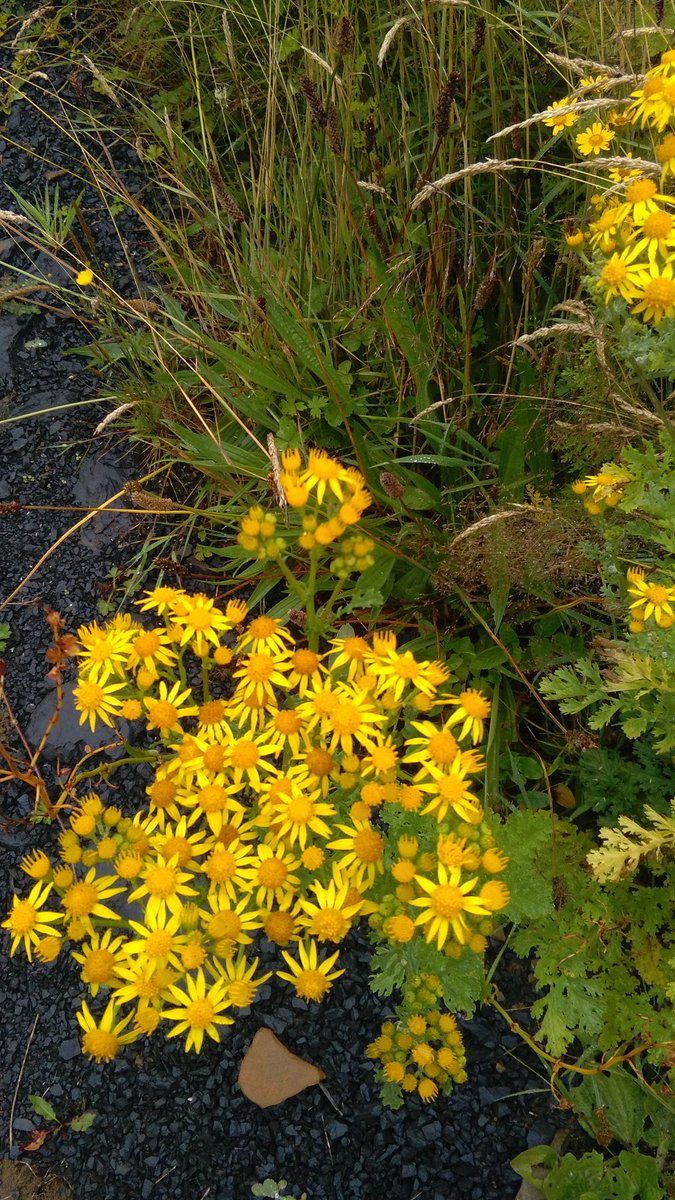 MoyHouseFarm tweet media