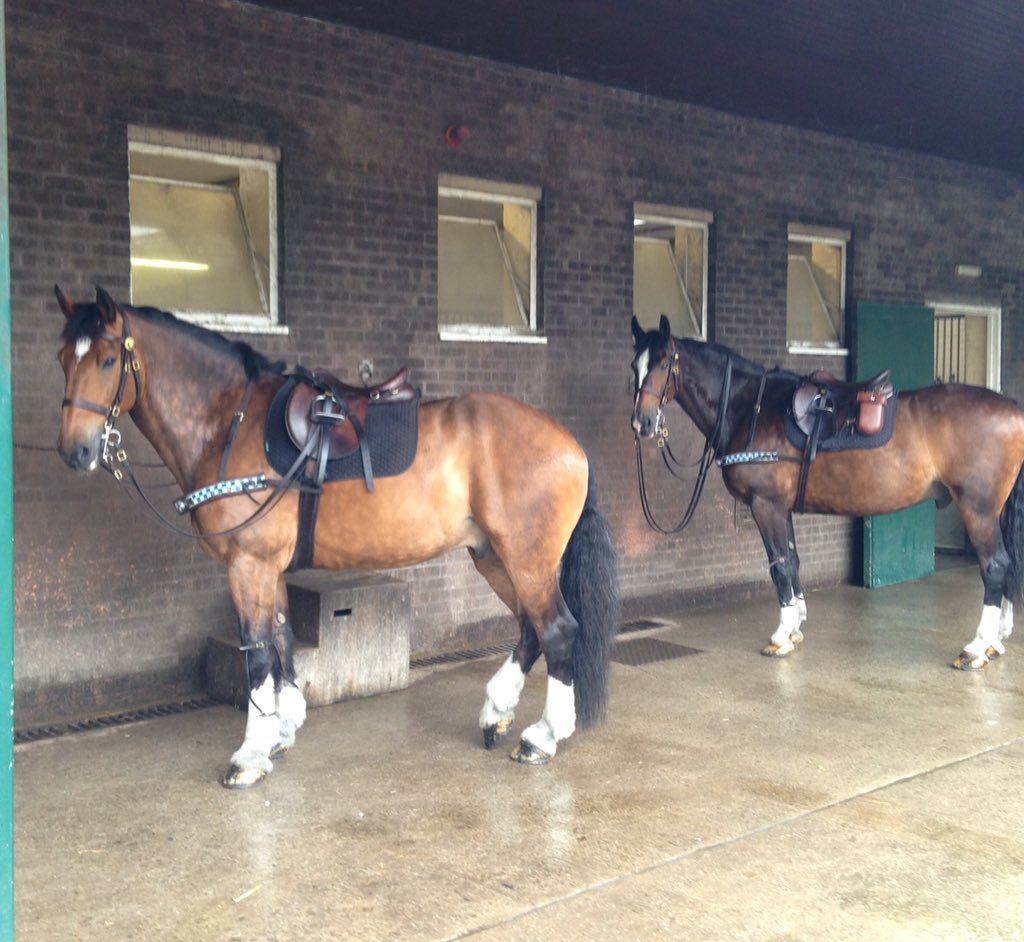 ASPoliceHorses's tweet photo. Trinity & Broadmead ready to set out on patrol @ASPBrisCentre! #hopetherainstops https://t.co/WeO0iqUg1O