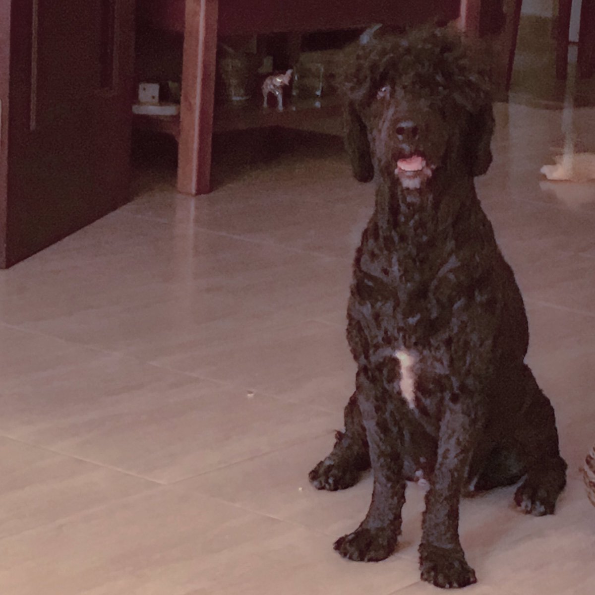 ClaudyaGarrydo's tweet photo. 🐶🐶🐶🐶🐶🐶🐶🐶🐶🐶🐶🐶🐶 https://t.co/E2HDBfnJxz