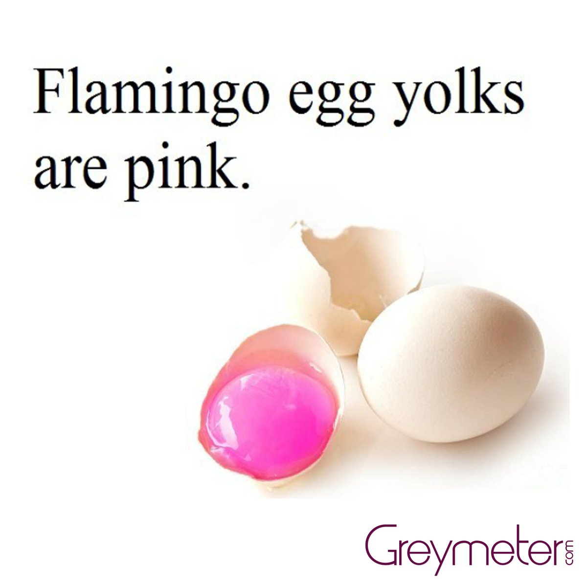 GreymeterGlobal's tweet image. #egg #flamingo #greymeter #didyouknow