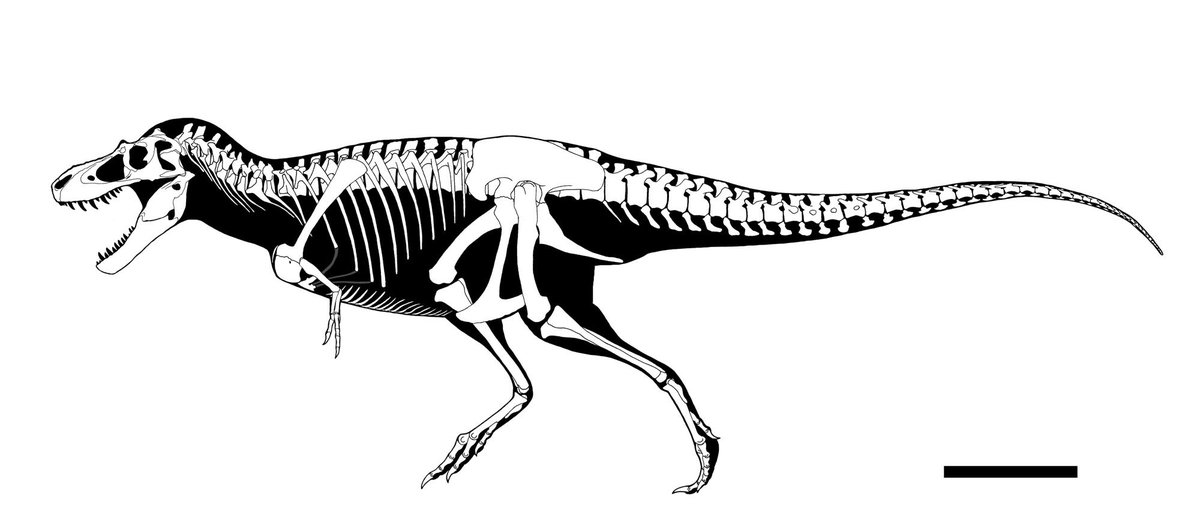 らえらぷす 新 恐竜骨格図集 発売中 Twitter પર みんな大好きダスプレトサウルス こいつはトロススなので別にゴルゴサウルス のリブラトゥス とは共存してないっぽい 前肢はティラノサウルス科にしては妙に長いので注意 T Co Wj0g3hclnh Twitter