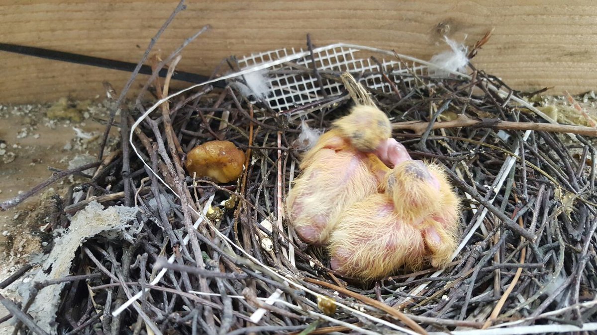 DeltaGlobal1's tweet photo. Waiting for these little cuties to fledge before dropping scaffold on 1st tower block. #babybirds #ewi #render https://t.co/k7VjlVs31c