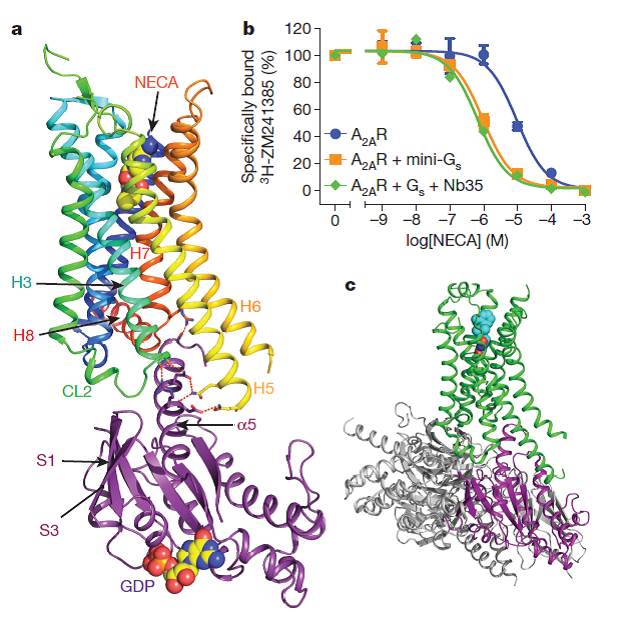 NaturePortfolio's tweet photo. The structure of the adenosine A2A receptor bound to an engineered G protein at 3.4Å https://t.co/LYXXeCh4uc https://t.co/Ww8rUaHWlK