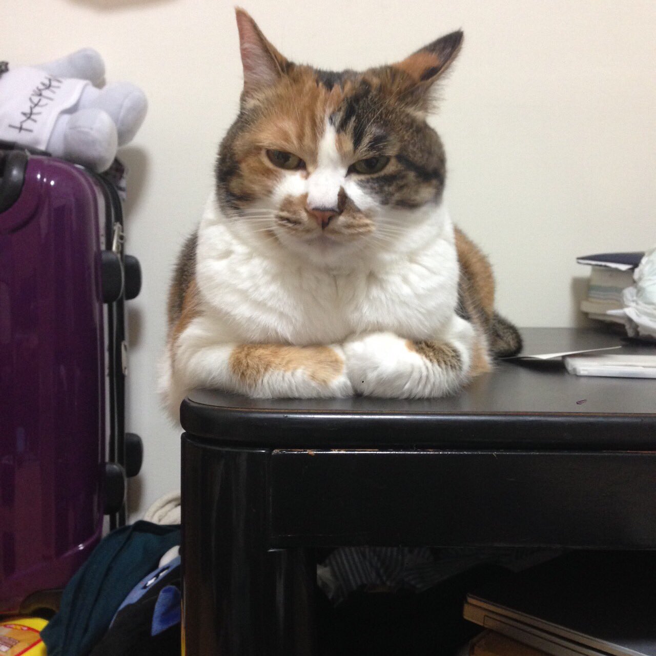 Hina 部屋片付けてると必ず近くにいるのですが ハミ出し具合がたまらないwww 三毛猫 猫画像 家猫 デブ猫 かわいい 家族 猫好きさんと繋がりたい T Co Sqp9zzppeu Twitter Hina 部屋片付けてると必ず近くにいるのですが ハミ出し具合がたまらないwww 三毛猫 猫画像 家猫 デブ猫 かわいい 家族 猫好きさんと繋がりたい T Co Sqp9zzppeu Twitter