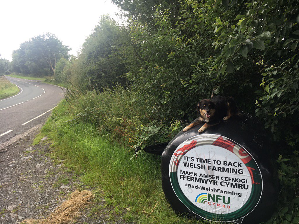 LlyrDerwydd's tweet photo. Had my @NFUCymru bale stickers #backwelshfarming Spud not that helpful #dogslife @farmersguardian @FarmersWeekly https://t.co/tV4ZAKbeFU