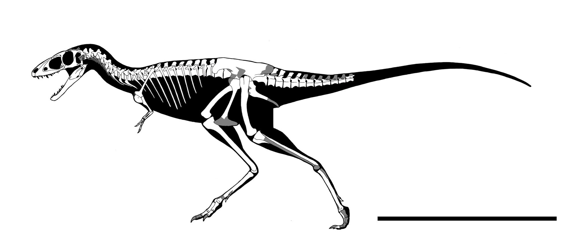 Twitter 上的 らえらぷす 新 恐竜骨格図集 発売中 うっかり忘れてたアパラチオサウルス どうも亜成体くさいので 成体はもうちょい大きかったはず 成体になると相対的に頭はもうちょっと小さく見えたかもしんない T Co Celfnrrerr Twitter