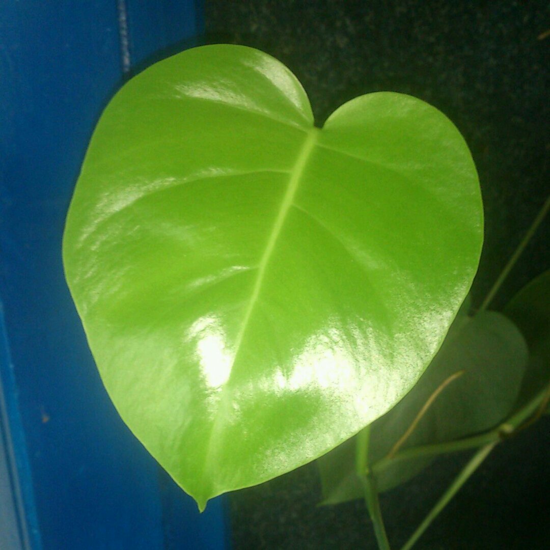 vozovi032's tweet photo. #leafs #green #tsu #active_user https://t.co/oddYXqxQat https://t.co/s0c39ZPeQy
