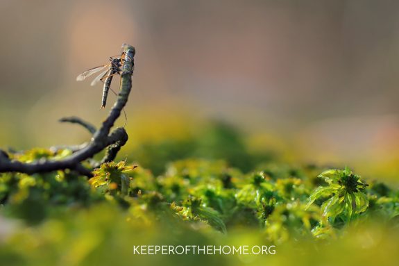 KeeperHome's tweet photo. How to Treat and Prevent Bug Bites Naturally #DIYbugspray - Keeper of the Home https://t.co/7NmH33wiNs https://t.co/tpospPeczY